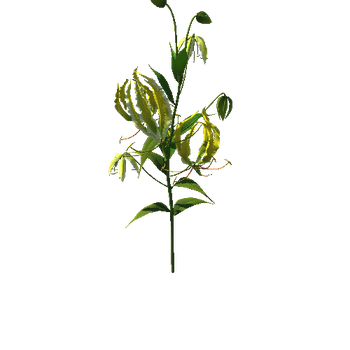Flower Gloriosa2_1